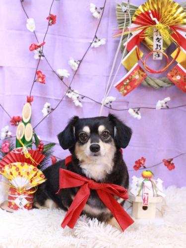 20230112チョコくん